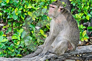 TheÃÂ crab-eating macaqueÃÂ monkey